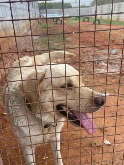 This friendly Lab is enjoying the view of the play area from a secure spot. We monitor all dogs closely to ensure they are happy and relaxed.