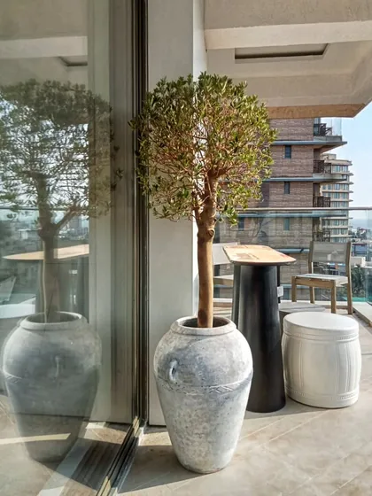 Bringing Mediterranean warmth to a modern apartment with a beautiful Olive Tree in a rustic urn. This setup perfectly blends natural elegance with contemporary architecture.