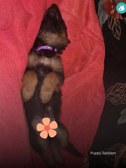 The Pack - Online Pet Parent Community The Fun Side of Pet Parenting photo 17