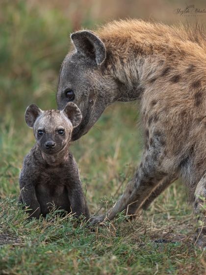A mother hyena nuzzles her baby. In that split second of tender interaction, I captured the emotion. My reliable Sony gear, with its lightning-fast AI tracking, ensures I never miss these fleeting moments.