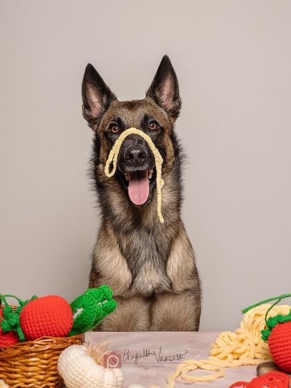 Pragalbh - Commercial Pet Photography Creative & Themed Campaigns photo 10