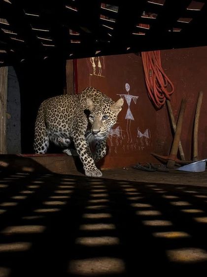 On Safari With Me: Behind the Lens photo 12