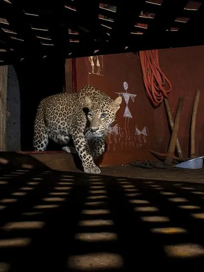 This award-winning camera trap image of a leopard in Aarey colony, Mumbai, shows the result of teamwork and immense effort. It's a story of human-wildlife coexistence.