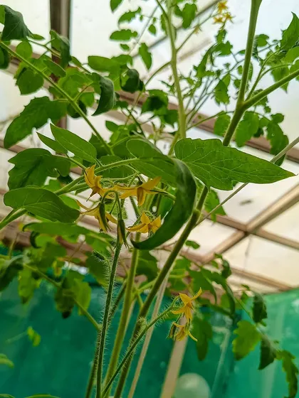 Bright yellow tomato flowers promise a future harvest. We ensure proper pollination and care for a successful fruiting season.