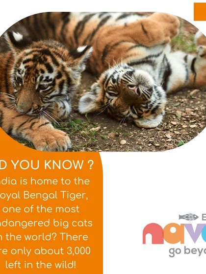 This graphic about the endangered Royal Bengal Tiger is used to promote my wildlife workshops. I believe that awareness is the first step toward conservation, and I aim to inspire the next generation of environmental stewards.