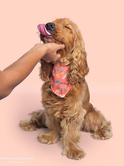Priyanka - Themed & Special Occasion Pet Photography The Goofy & The Majestic: Studio Portraits photo 21