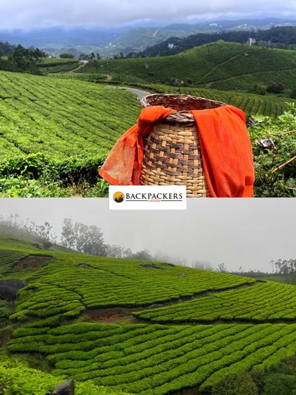 A collage of the beautiful tea gardens of Munnar from our backpacking tour.