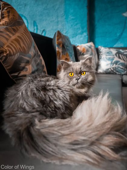 This fluffy Persian cat is royalty and knows it. Lounging on the couch with a magnificent tail, those piercing yellow eyes seem to say, "You may admire me now."