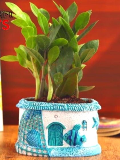 This sea-themed planter, featuring fish and shell details, is perfect for a ZZ plant. The pot's fun design complements the hardy, low-maintenance nature of the plant, making it a great gift for beginners.
