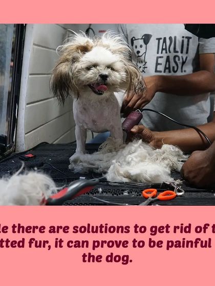 Tail It Easy - Mobile Pet Grooming Pet Parent Pro-Tips photo 12