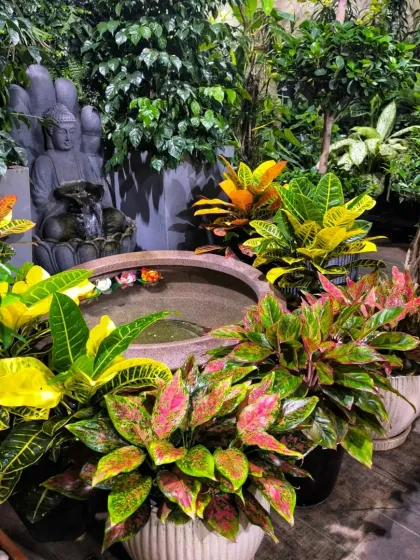 A tranquil corner featuring a Buddha fountain surrounded by vibrant Crotons and Aglaonemas. We design our spaces to inspire peace and show you how to create your own serene green nook.