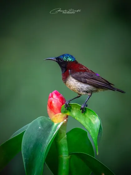 The smallest sunbird in India, the Crimson-backed Sunbird, perched on a flower bud. Its small size is emphasized by the large leaves and bud.