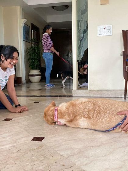 A happy moment on the floor with a relaxed dog during a training break. Building a relationship is about more than just commands.