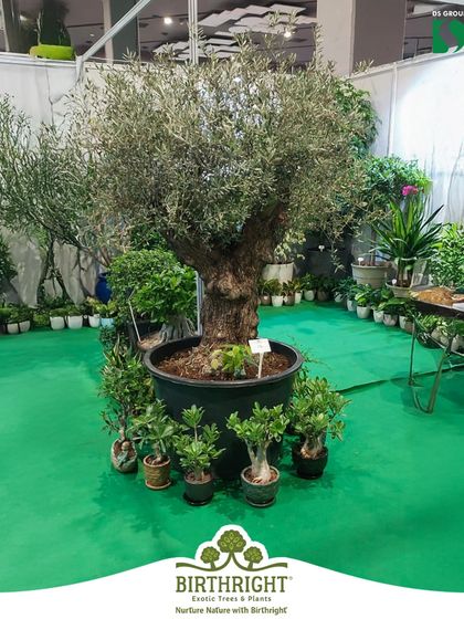 Our magnificent olive tree was a centerpiece at our Van Mahotsav display, showcasing the kind of unique, mature plants we provide to promote biodiversity.