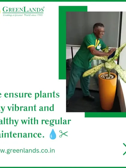 A key part of my service is ensuring the plants always look their best. Here, one of my expert gardeners is performing regular maintenance on a Dieffenbachia plant at a salon, which is part of our comprehensive plant hire and care package.