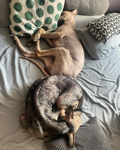 Pet Home Boarding