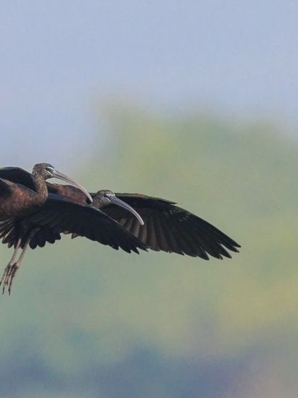 A pair of Glossy Ibis landing in perfect, coordinated symmetry. Their dark, iridescent plumage shines with metallic greens and purples in the right light.