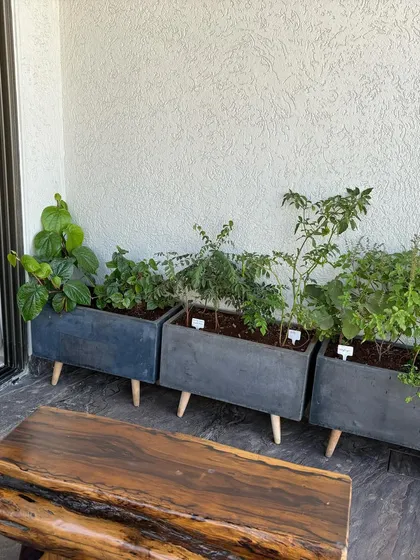 A full view of the three-planter setup, showing how much green, edible life you can fit into a compact space.