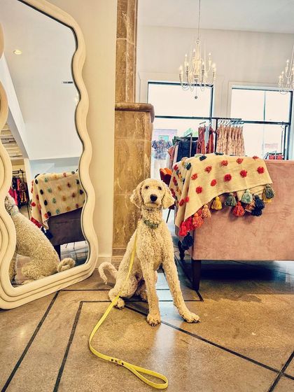 Tulsa Dog Trainer - Immersive Board & Train Programs Board & Train Graduates photo 46