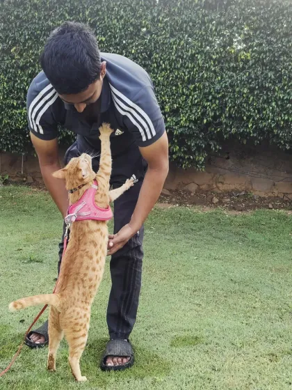 A high-five from a happy cat. This shows the trusting and playful bond our team builds with our feline guests.