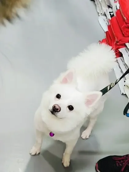This adorable white Spitz is a perfect example of a happy customer. We welcome all pets to explore our store while they visit; a wagging tail is the best compliment we can receive.