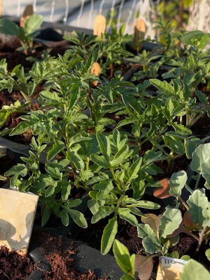 These are marigold saplings. I plant them everywhere in my kitchen garden. They are great for pest control and also attract helpful insects.