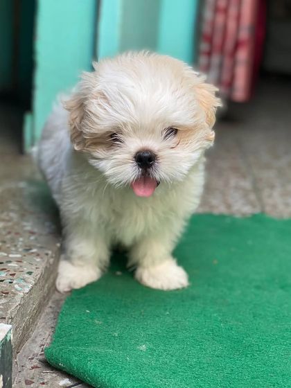 This cute Shih Tzu puppy is ready for a cuddle. I focus on breeding dogs that are not only beautiful but also have a sweet and loving temperament.