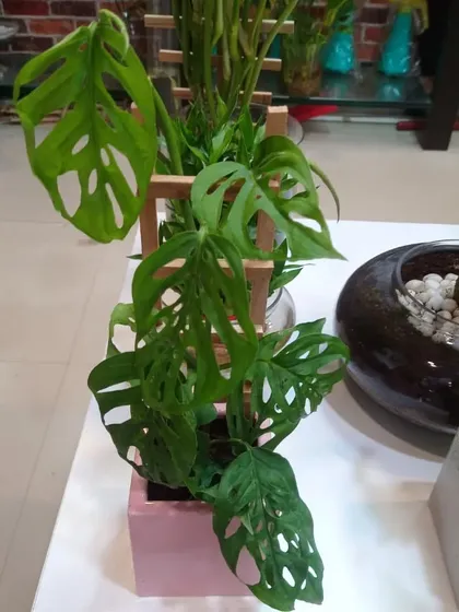 This is a Monstera adansonii, also known as the Swiss Cheese Plant. Its unique, perforated leaves make it a very popular choice among plant lovers.