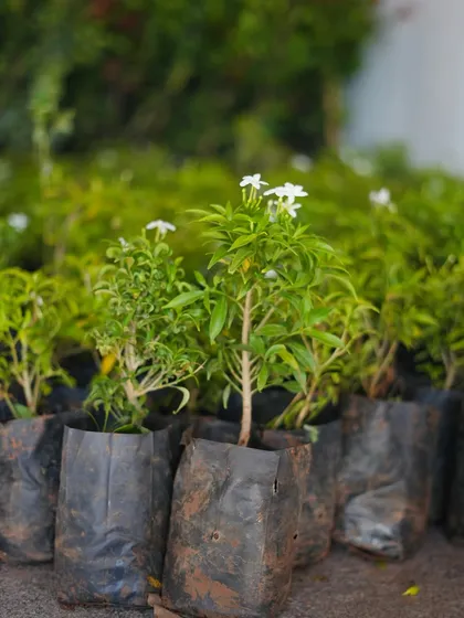 More flowering saplings, ready to bring color and life to a new garden design.