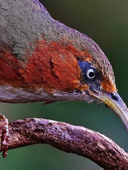 An intense close-up of a Rusty-cheeked Scimitar Babbler. The focus is on its sharp, curved beak and the piercing gaze from its pale eye.