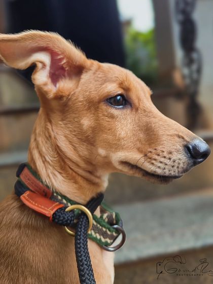 Govind Raj - Pet Photography Celebrating Indies & Rescues photo 4