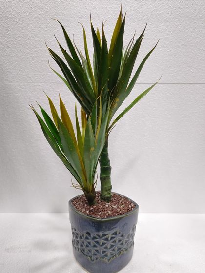 Desktop Plants & Bonsai photo 15