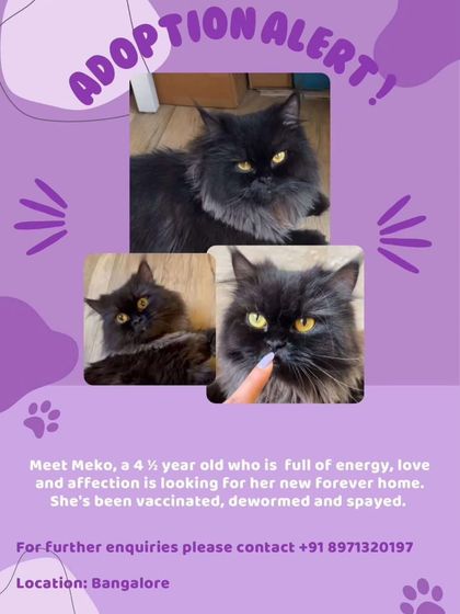 The official adoption poster for Meko, a gorgeous black Persian mix looking for her new forever home in Bangalore.