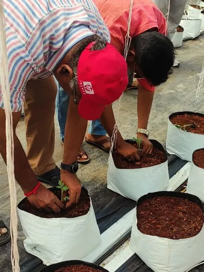 Volunteers getting their hands dirty, carefully transplanting seedlings in our greenhouse. Our 'Farmer for a Day' program is a chance to connect with the soil, learn practical farming skills, and share a meal with our team.
