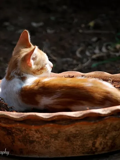 This is a plant. If you see a cat, you owe me a jungle trip! A funny and cute shot of a ginger kitten finding the most comfortable spot in the house: a planter.