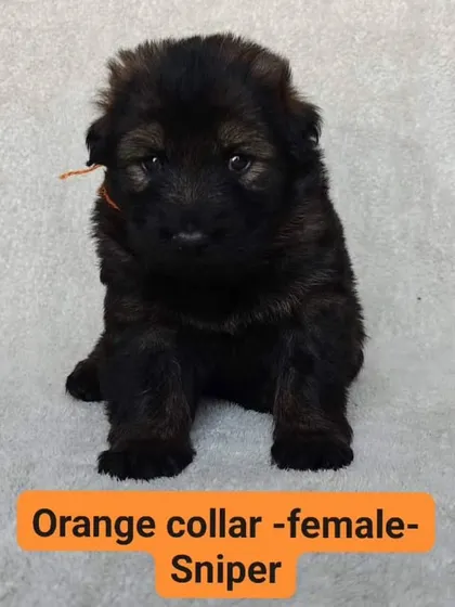 This female puppy, "Sniper," from the "FireArm" litter already shows a strong and confident look.