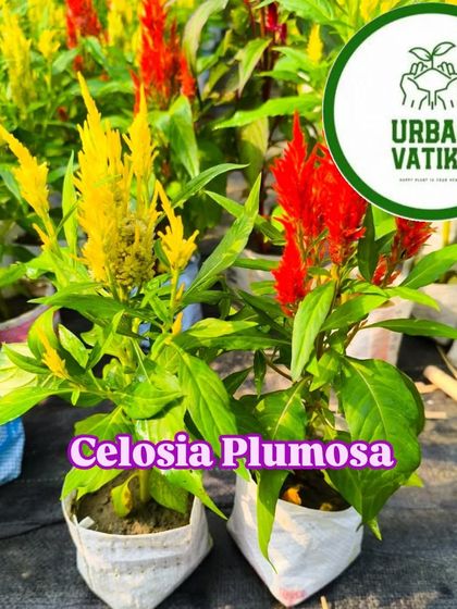 Celosia Plumosa, also known as Plumed Cockscomb, with its unique, feathery flowers.