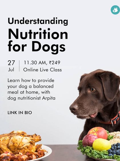 The Pack - Pet Parent Education & Workshops Expert-Led Online Masterclasses photo 33