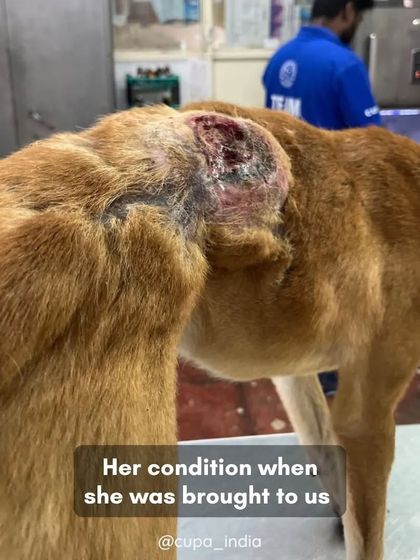 Cupa - Emergency Animal Rescue & Treatment Dog Rescue & Recovery Stories photo 40