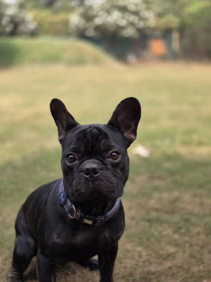 A close-up of a beautiful black French Bulldog, one of our cherished daycare attendees.