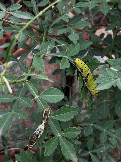 Two caterpillars in different life stages on a Naringi plant. The one on the right is in its final instar, while the one on the left mimics bird droppings for camouflage. This is biodiversity in action.