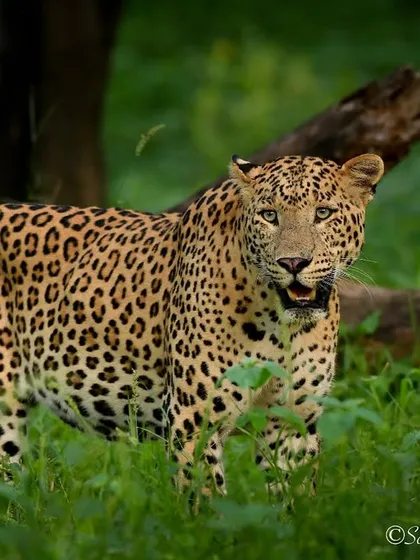 This leopard in Jhalana looked so gentle and curious, it made me think, "If not friend, why friend shaped?" It's a reminder that these powerful predators also have a softer, more inquisitive side.