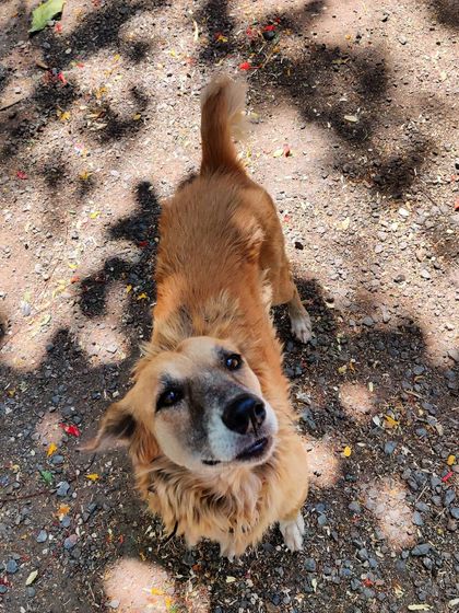 Starting the day by feeding this cuddle bug. Helping the purest form of unconditional love is the best way to live. They need us, and I'm here for them.