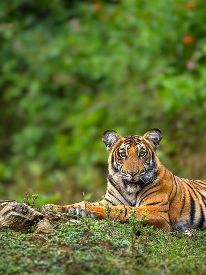 A young tiger rests on a mound during the monsoon season in Karnataka. The vibrant green background contrasts with its bright orange coat, creating a striking portrait.