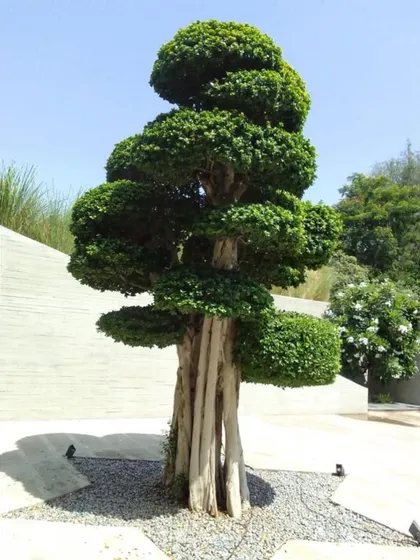 Another angle of the newly planted specimen tree. Its powerful, multi-trunk form and carefully pruned canopy make it a true work of living art.