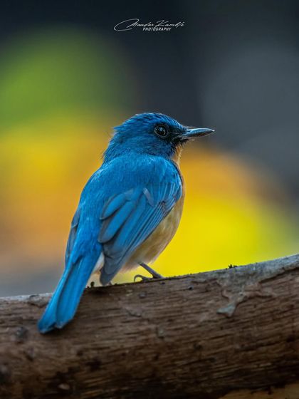 A Symphony of Colours photo 24