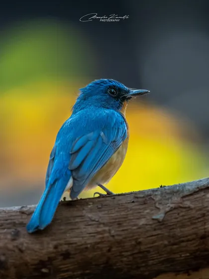 A Tickell's Blue Flycatcher with a beautiful, colourful background. The mix of yellow, green, and dark tones in the bokeh complements the bird's own colours perfectly.