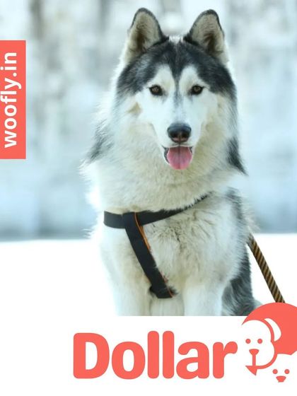 Woofly - At-Home Pet Grooming Fresh Looks for Our Furry Friends photo 4