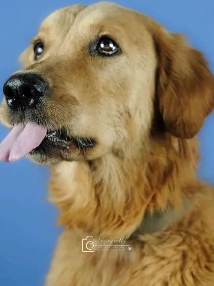 A golden retriever looking regal and happy in a classic studio portrait against a blue background.