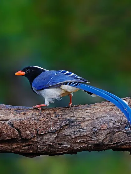 An elegant Red-billed Blue Magpie perched on a thick, textured branch. This full-body shot displays its striking blue wings, black head, and impressively long, trailing tail, capturing the bird's graceful posture in its natural environment.